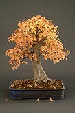 Javor Buergerv / Acer buergerianum