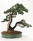 Jalovec nsk / Juniperus chinensis